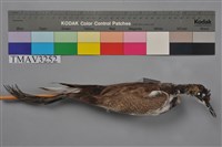 藏品(水雉)的圖片